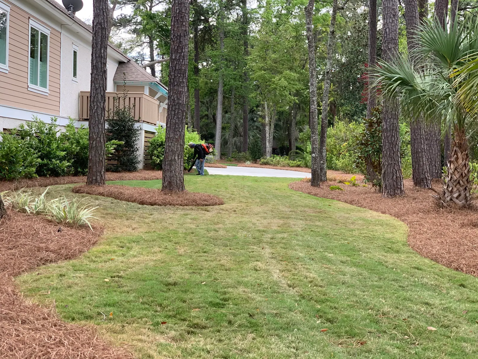 Commercial building with polished pinestraw beds